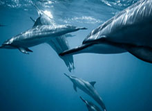 182体育官方网站-NBA-乔治32分马尔卡宁28+12 爵士客场击败骑士